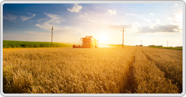 agriculture-in-north-cyprus